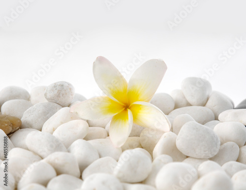 pebbles with frangipani flower