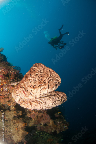 The giant sponge is native to Gorontalo (Salvador dali)