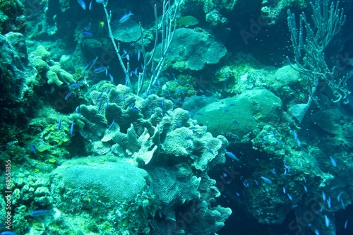 Coral Reef, tropical fish and ocean life in the caribbean sea © Alex