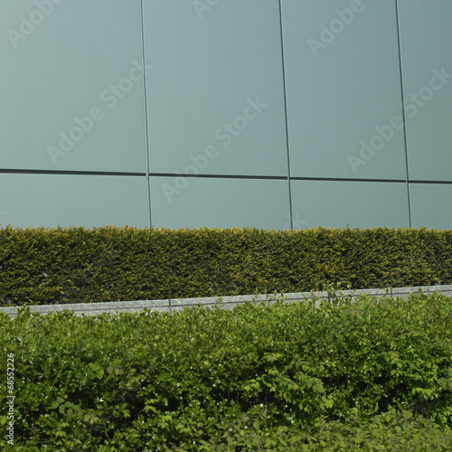 Manicured green hedge