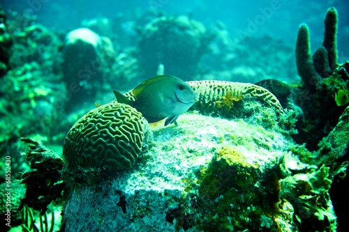 Coral Reef  tropical fish and ocean life in the caribbean sea