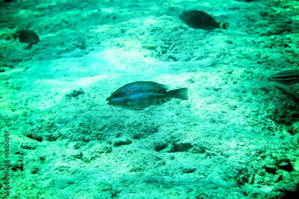 Coral Reef, tropical fish and ocean life in the caribbean sea