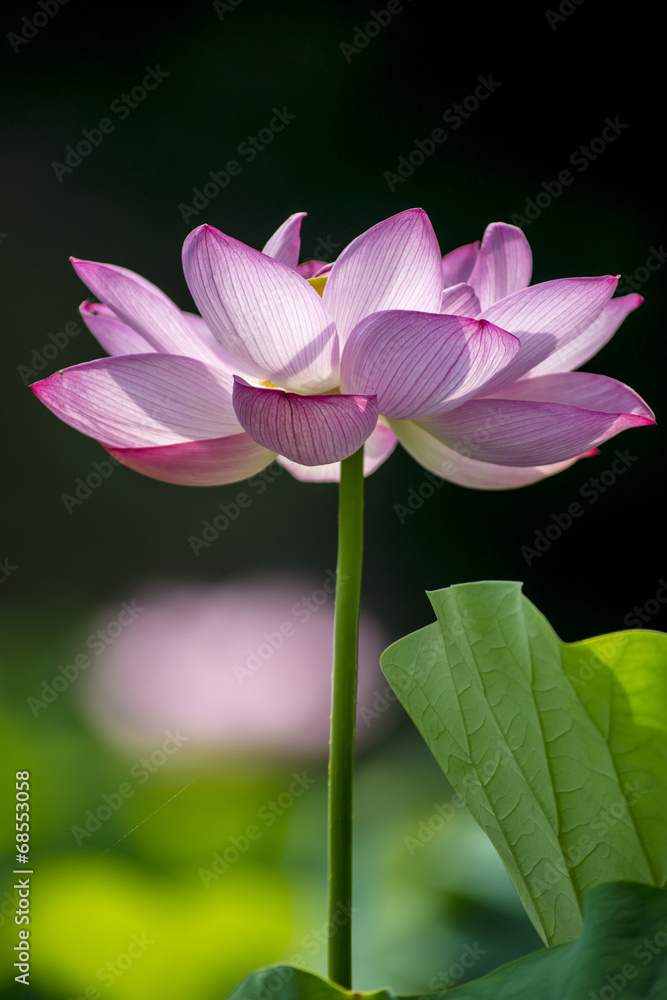 Obraz premium 大賀蓮