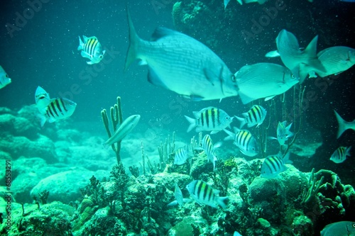 Coral Reef  tropical fish and ocean life in the caribbean sea