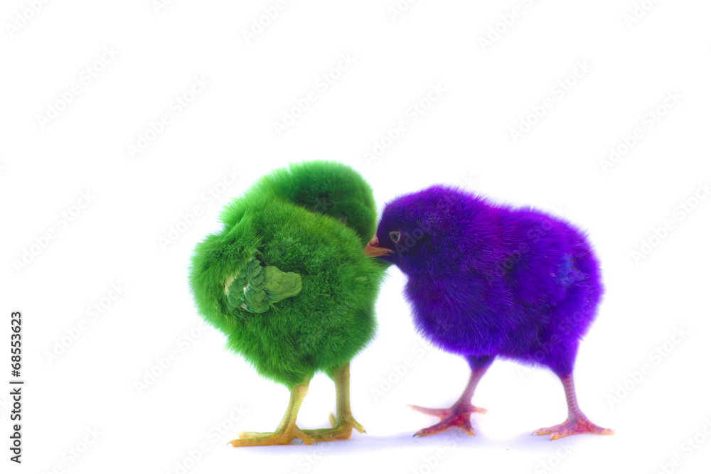 colorful of Cute Chicks