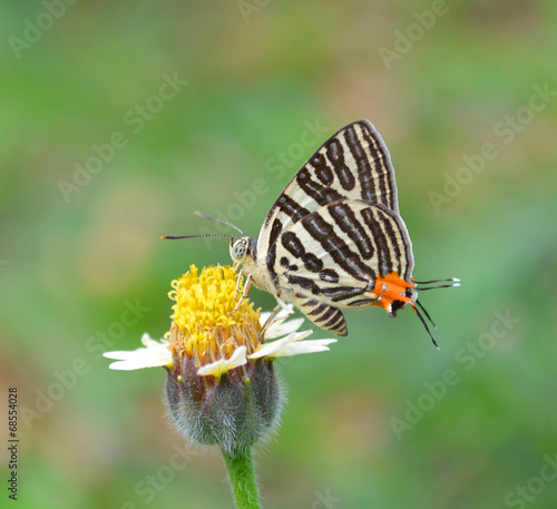 Butterfly on flower © watkung