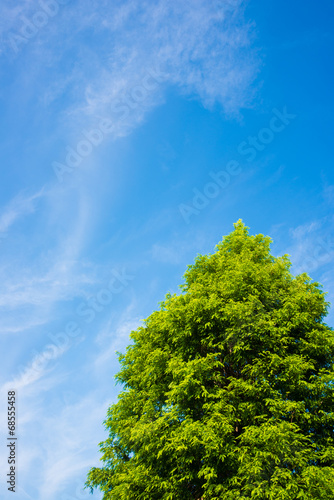 blue sky and tree of Metasequoia
