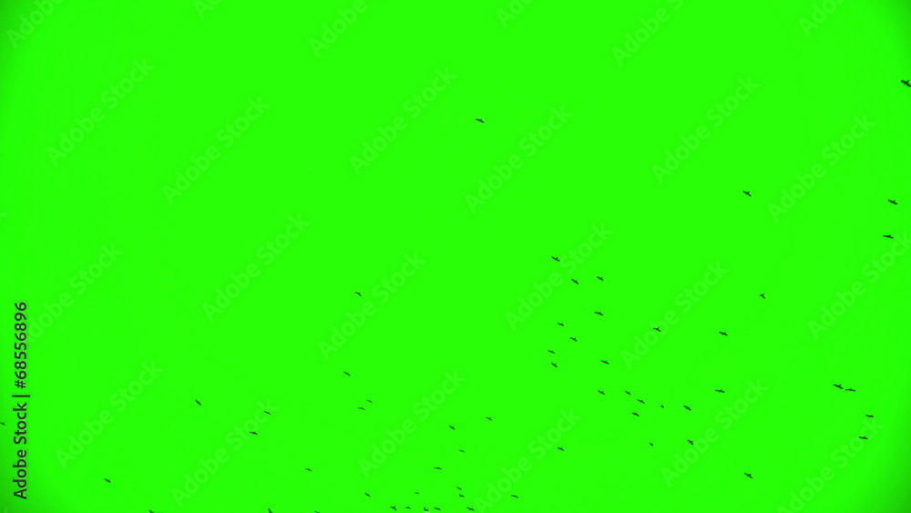 Flock of Ravens, Chroma Key 4 Flock of Ravens, Chroma Key 4