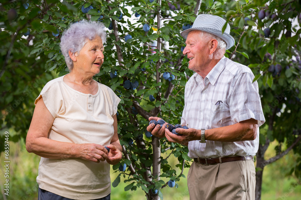 Senior Couple of man and woman in orchard