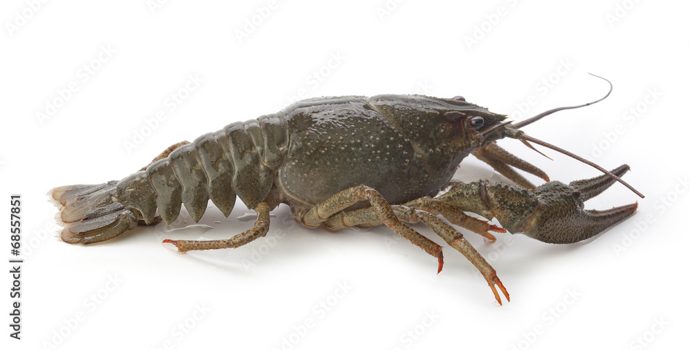 Alive crawfish Alive crawfish