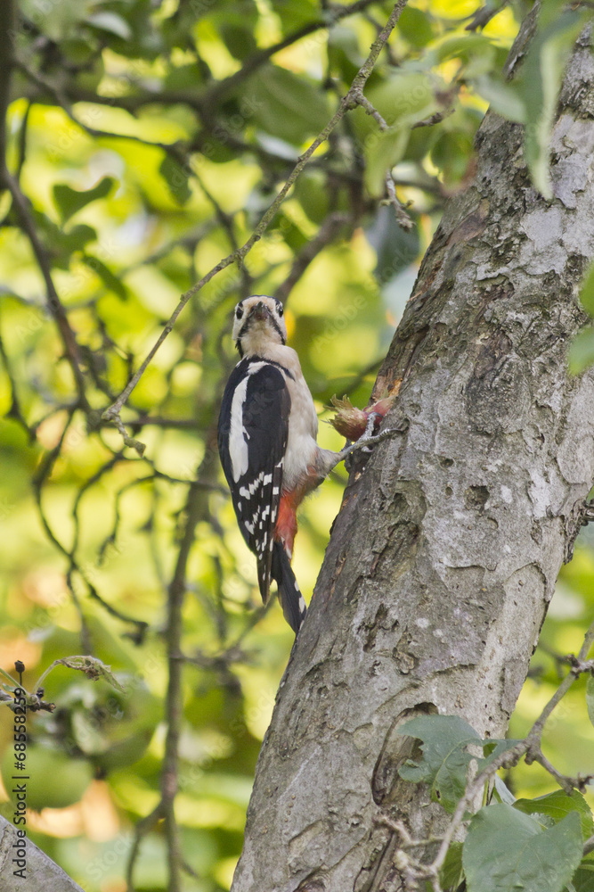Great Spotted Woodpecker works on a hazelnut Great Spotted Woodpecker works on a hazelnut
