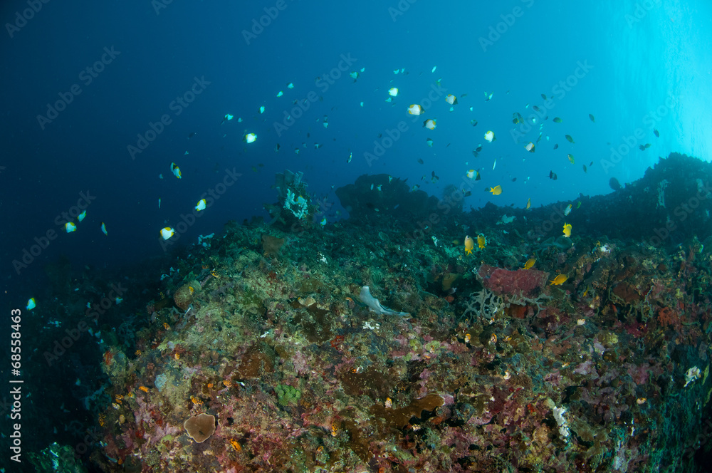 Reef fishes swimming above various coral reefs