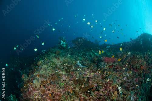 Fototapeta Naklejka Na Ścianę i Meble -  Reef fishes swimming above various coral reefs