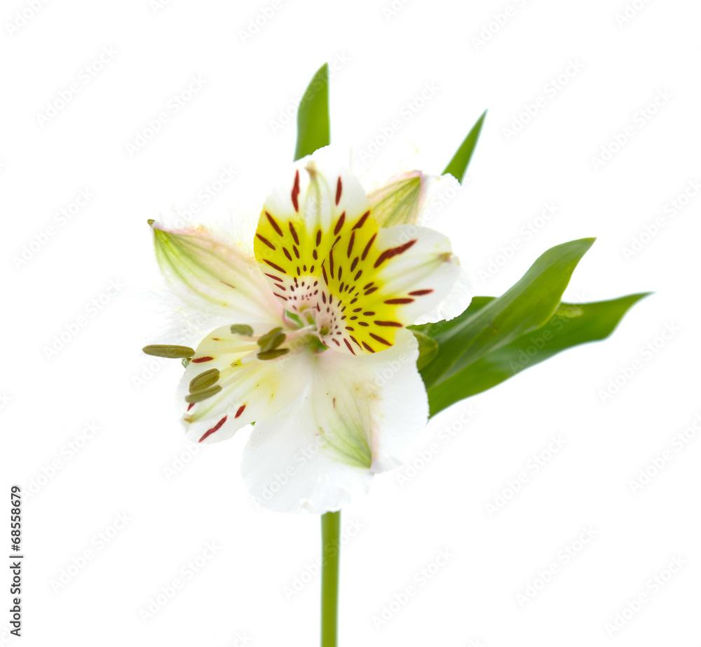 white new orchids flower isolated on white background
