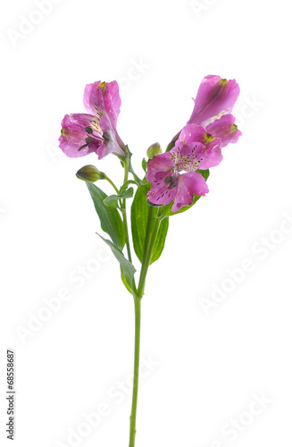 single pink Orchid isolated on white background