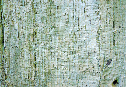 Texture of old wooden wall with a faded green flaky paint photo