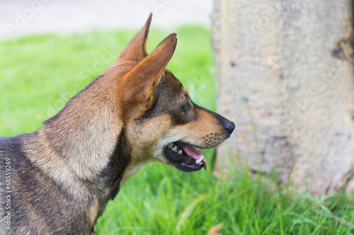 Cute dog in the garden