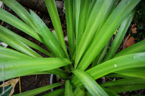  green leaves texture