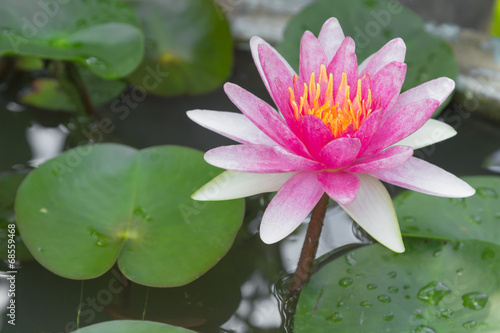 Lotus Flower