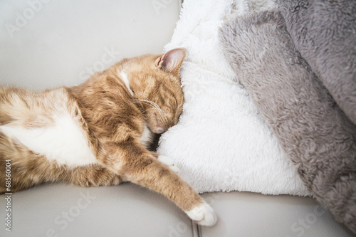 Cute tabby cat sleeping on couch with head on blanket 