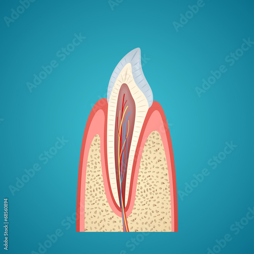 Human canine on cutaway