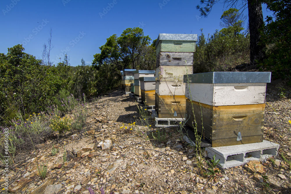 Honeycomb crates on nature surrounded by vegetation. - obrazy, fototapety, plakaty 