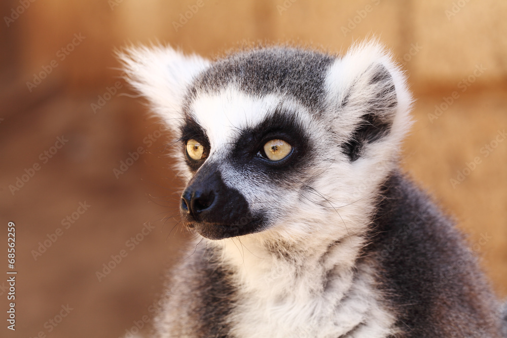 Fototapeta premium Lemurs monkey (Lemur catta)