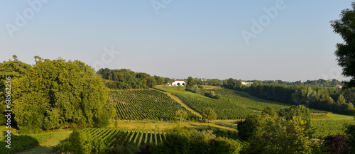 Vineyard landscape-Vineyard south west of France, Bordeaux Viney