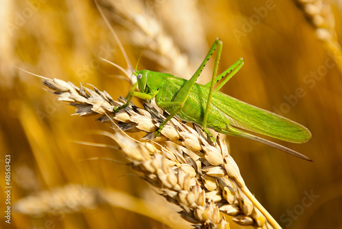 Fotografija locust eats wheat crop