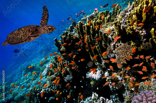 Green Sea Turtle swimming along tropical coral reef #68564211