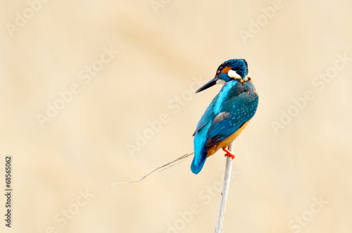 kingfisher (alcedo atthis) in natural habitat © bereta