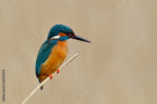 kingfisher (alcedo atthis) in natural habitat © bereta