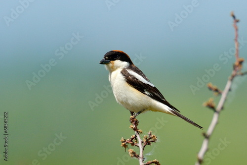 The woodchat shrike (Lanius senator) © bereta