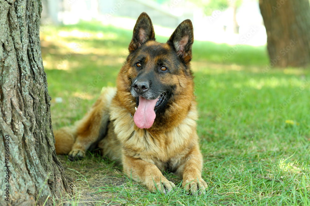 Naklejka premium Funny cute dog in park
