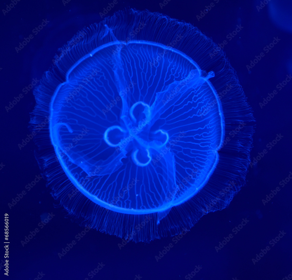 underwater image of moon jellyfishes in the water underwater image of moon jellyfishes in the water