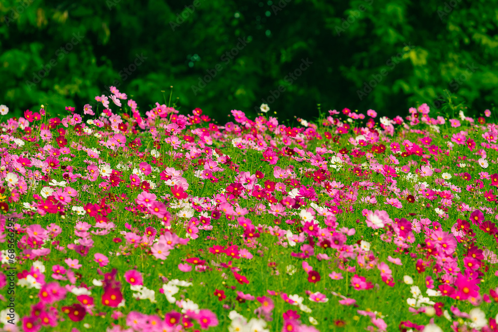 Obraz premium Cosmos flower fields