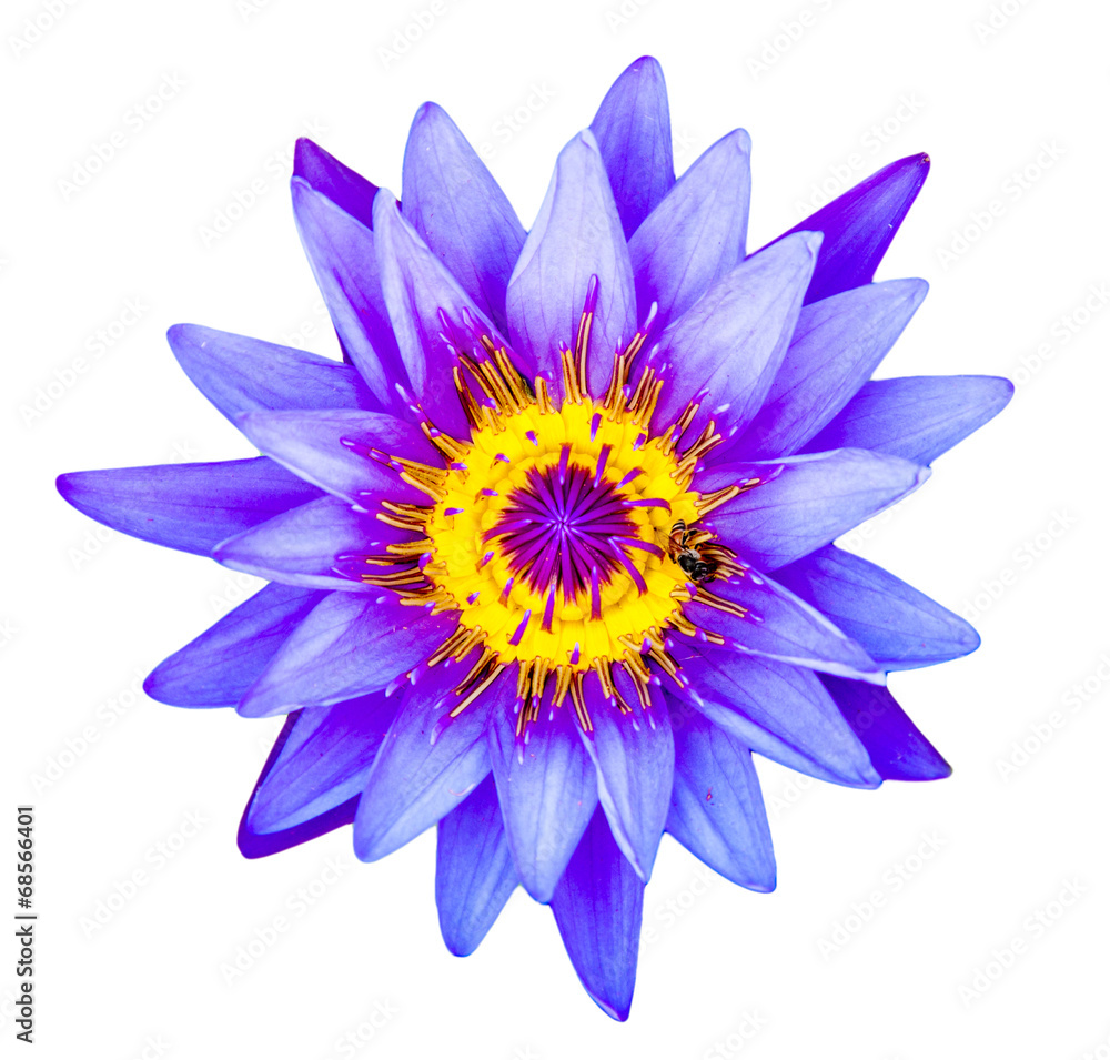 Close up light purple color blooming water lily or lotus flower Close up light purple color blooming water lily or lotus flower