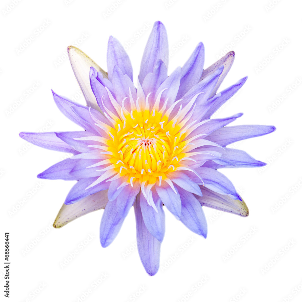 Close up light purple color blooming water lily or lotus flower
