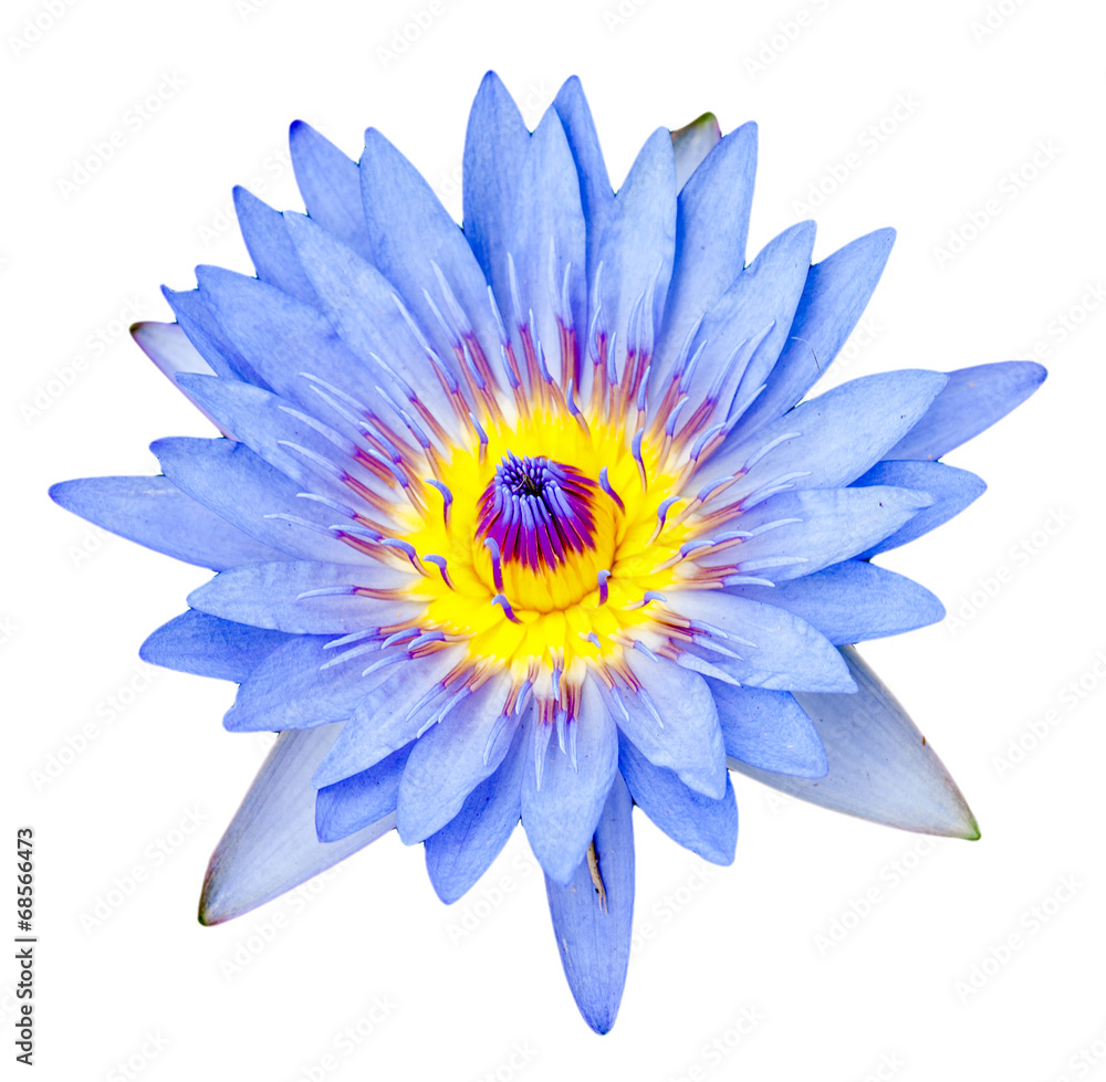 Obraz premium Close up light purple color blooming water lily or lotus flower