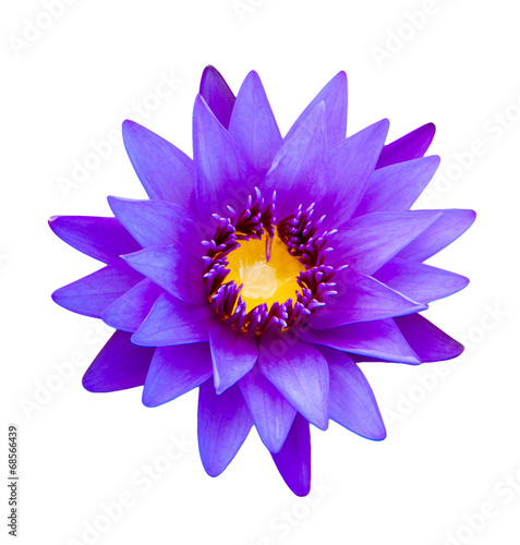 Close up light purple color blooming water lily or lotus flower