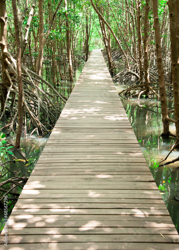 Wooden bridge for walking and nature study.
