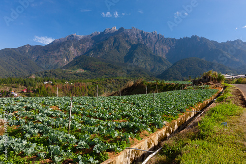 Mt Kinabalu and vegetable field at Kundasang  sabah Malaysia