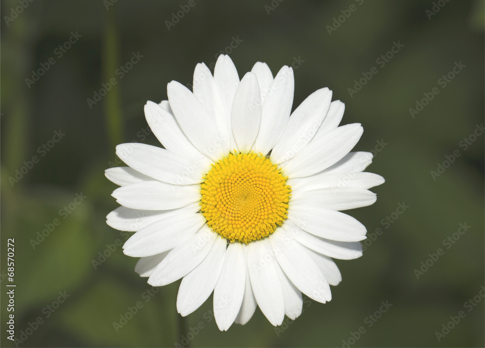 Obraz premium White fine camomile