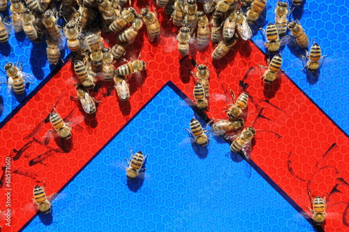 essaim d'abeilles sur un panneau de signalisation photo