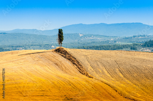 lonely cypress on a hill near Asciano in Crete Senesi, Tuscany