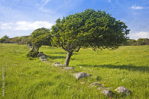 Slika na platnu Torrs Hill Windswept Trees in Old Wall Landscape