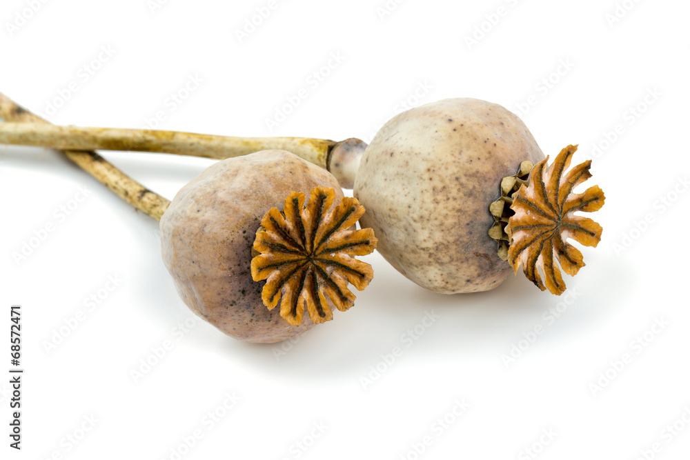 Fototapeta premium dried poppy heads isolated on white
