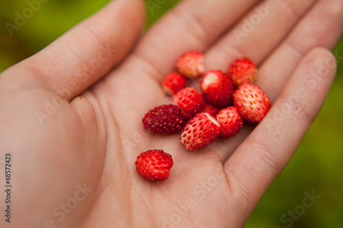 wild strawberry photo