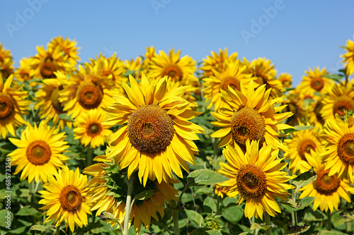 Sunflowers in the field against the blue sky.