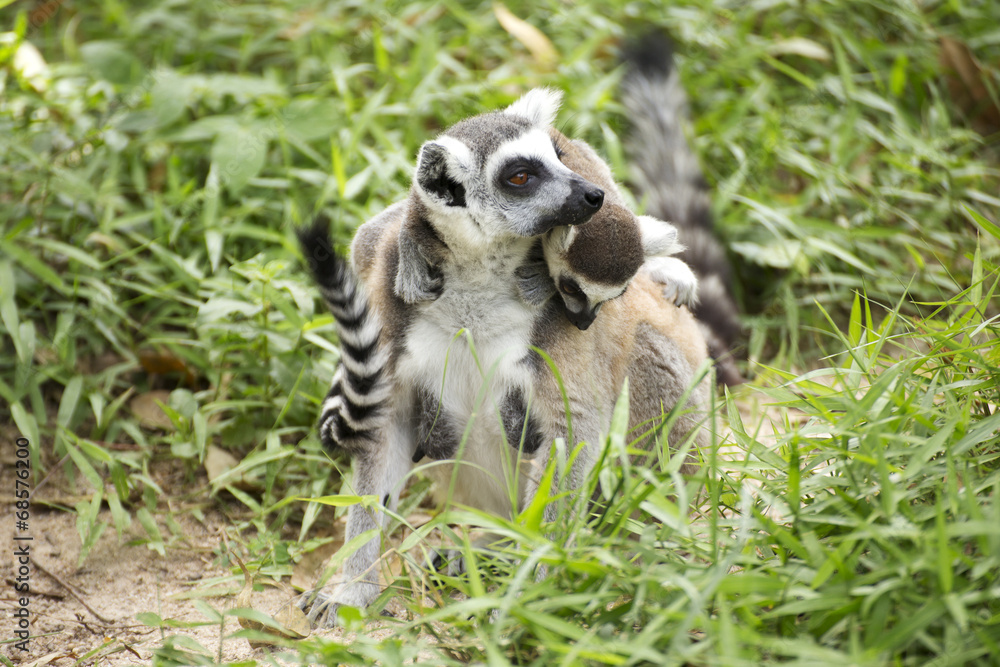 ring-tailed lemur with babies on back